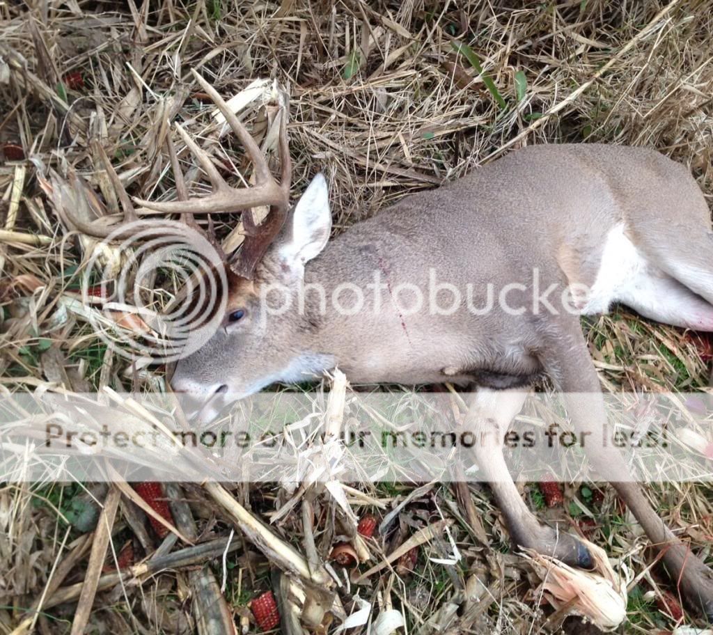 Illinois Youth Deer Season 2024 Season Bride Clarita