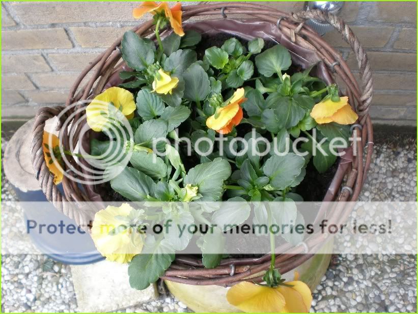 Voorjaar 02 Pictures, Images and Photos