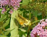 Photobucket Photobucket