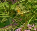 Photobucket Photobucket