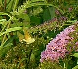 Photobucket Photobucket