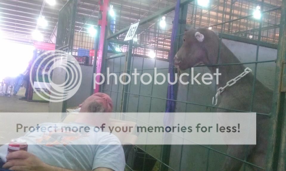 We are back and I have pictures. - Goats