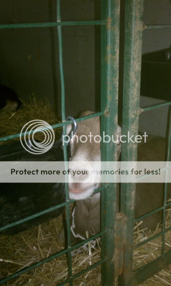 We are back and I have pictures. - Goats