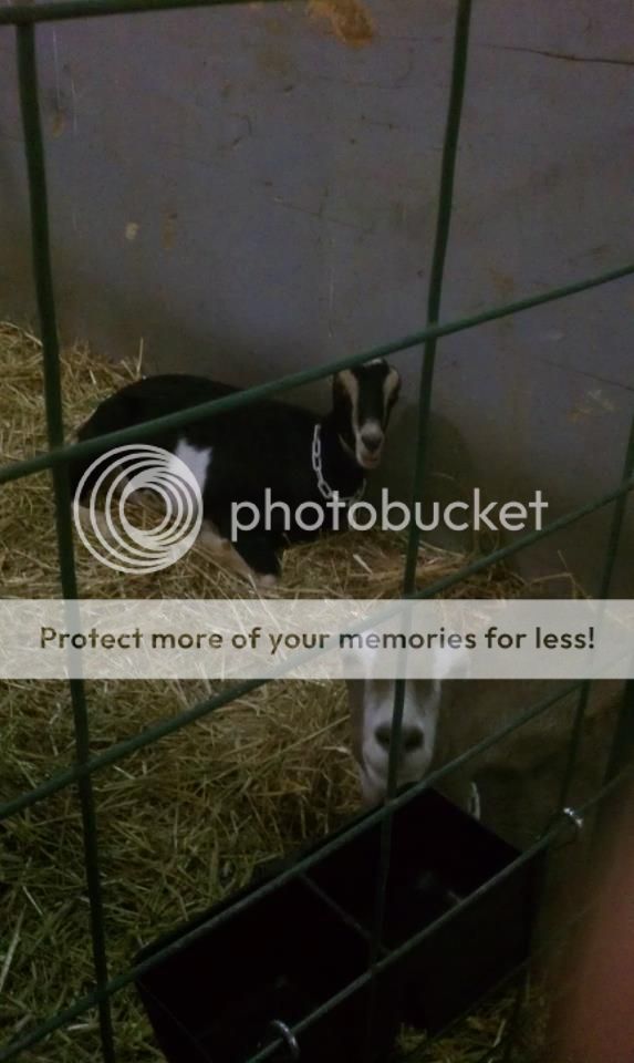 We are back and I have pictures. - Goats
