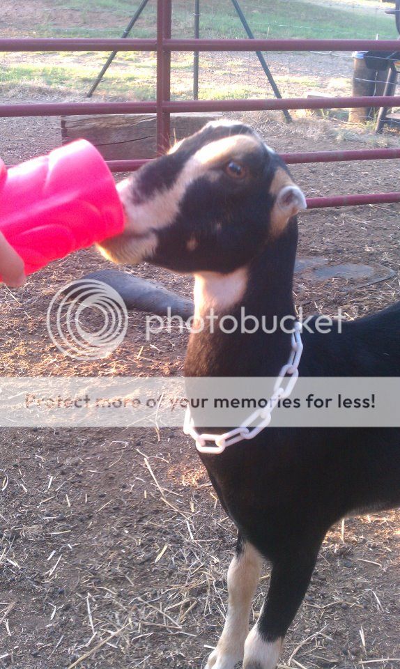 How you know your wrapped around your goats hoof (pic) - Goats