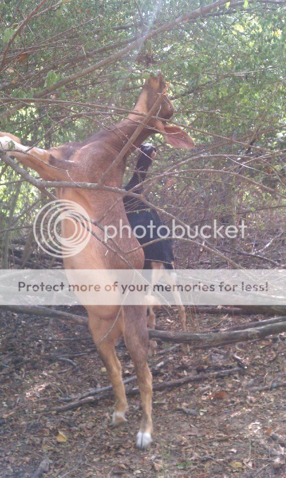 Question about growing to fast and pics - Goats