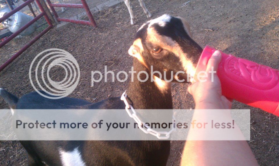 How you know your wrapped around your goats hoof (pic) - Goats