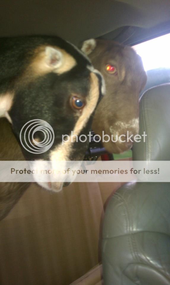 We are back and I have pictures. - Goats