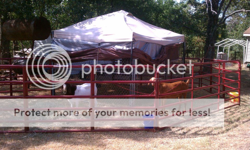 The starts of "Fort Knox''. Pics - Goats