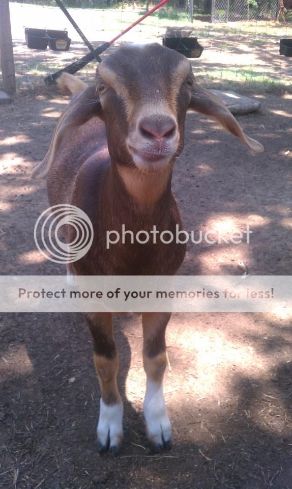 How you know your wrapped around your goats hoof (pic) - Goats