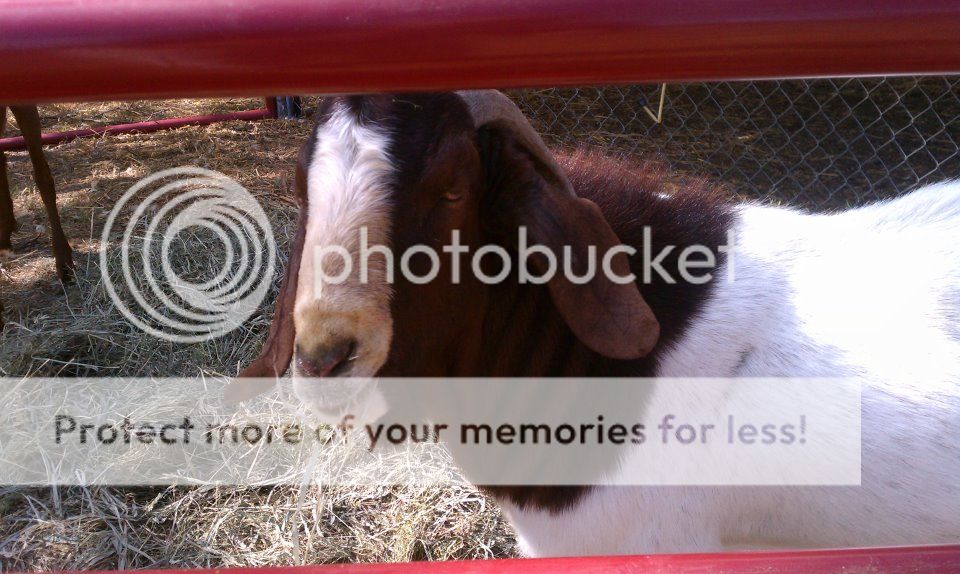 The starts of "Fort Knox''. Pics - Goats