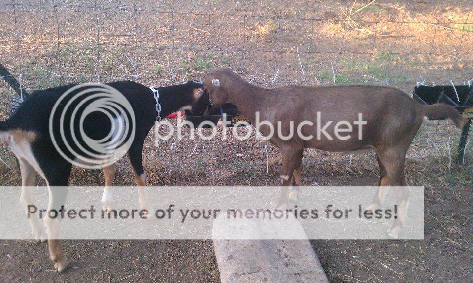 How you know your wrapped around your goats hoof (pic) - Goats