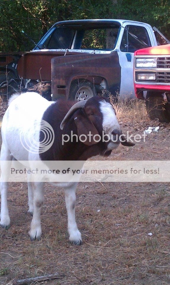 The starts of "Fort Knox''. Pics - Goats