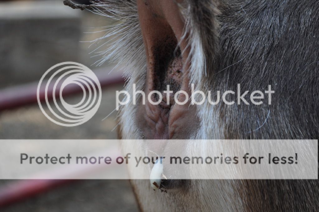 Is she in heat? picture - Goats