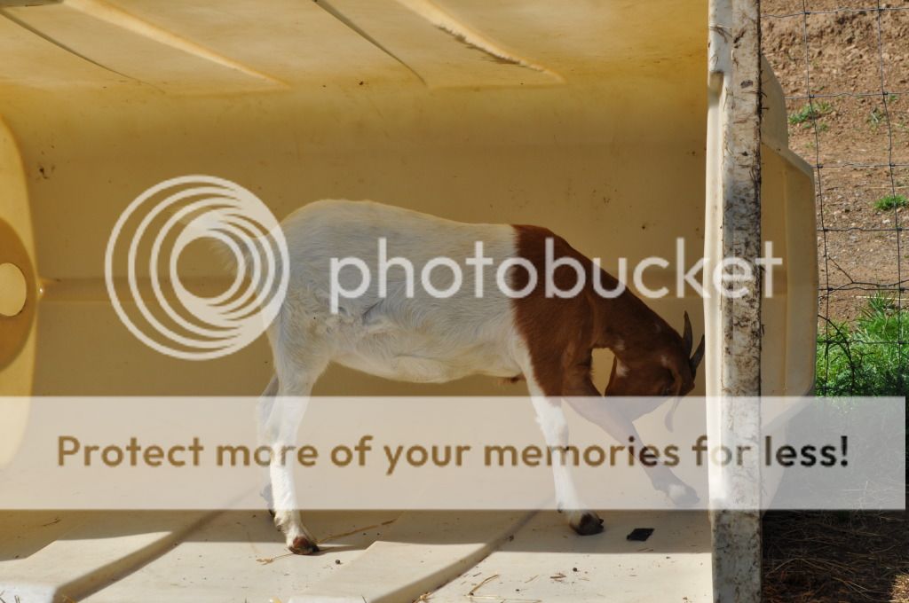 Had to share this photos. - Goats