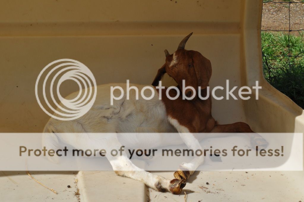 Had to share this photos. - Goats