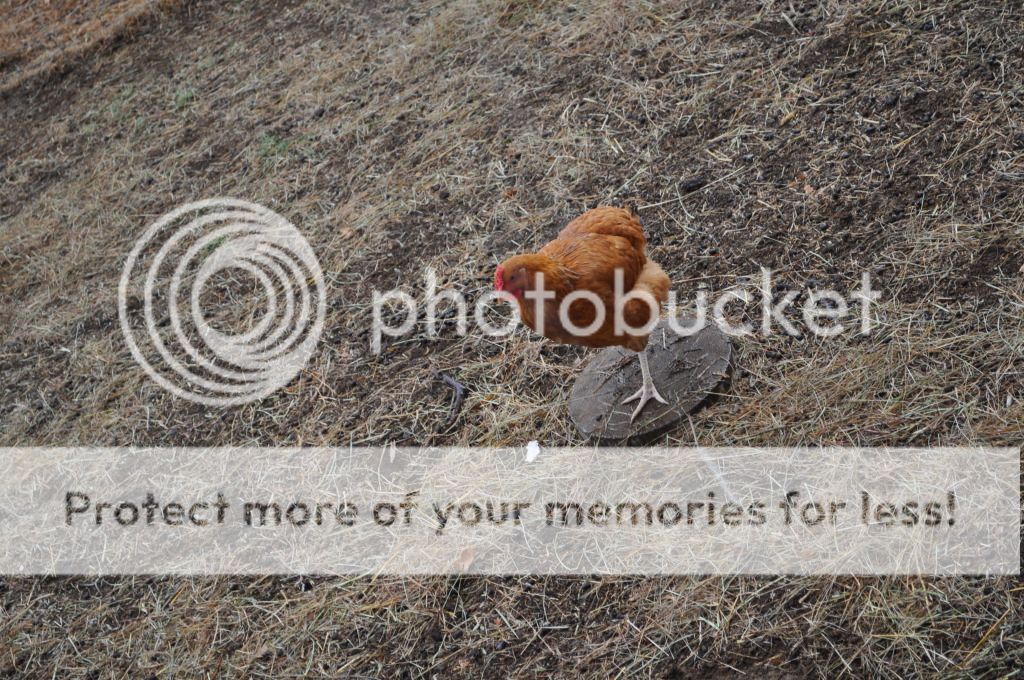 Mom the sky is falling (pics) - Goats