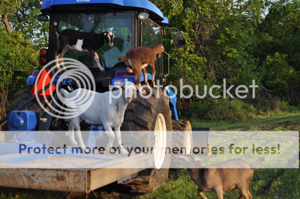 What do you think she has in her? - Goats