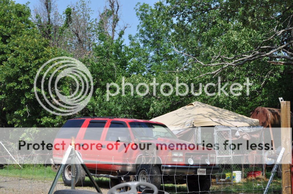 Had to share this photos. - Goats