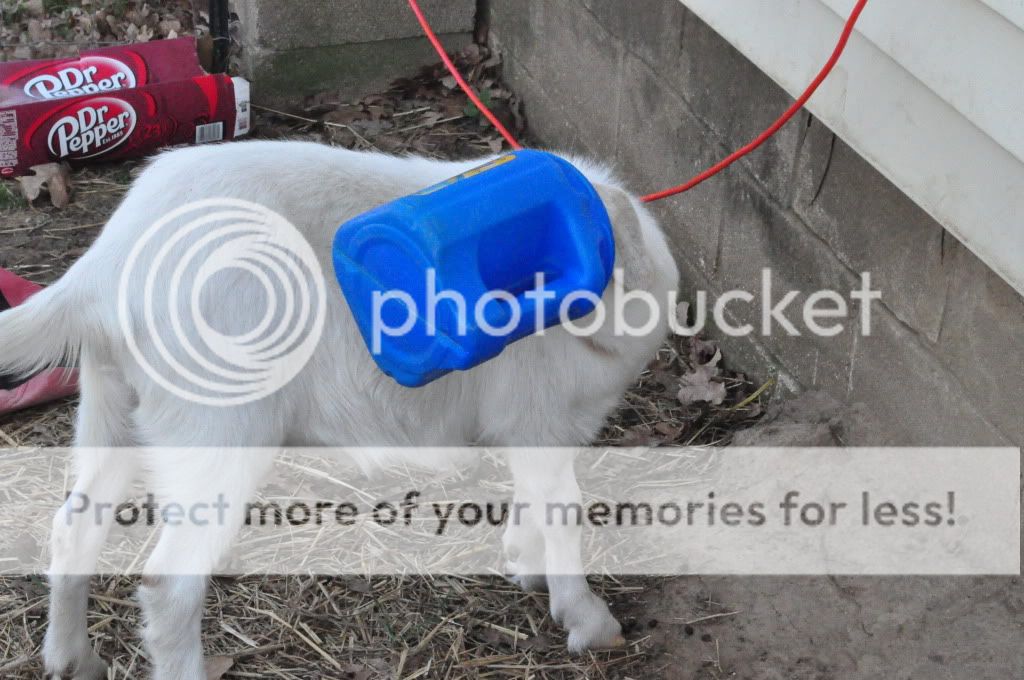 Gogurt vs coffee can (pics) - Goats