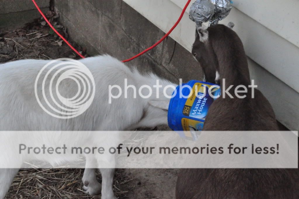 Gogurt vs coffee can (pics) - Goats