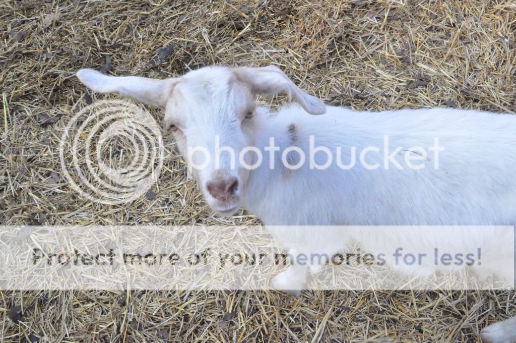 Gogurt vs coffee can (pics) - Goats