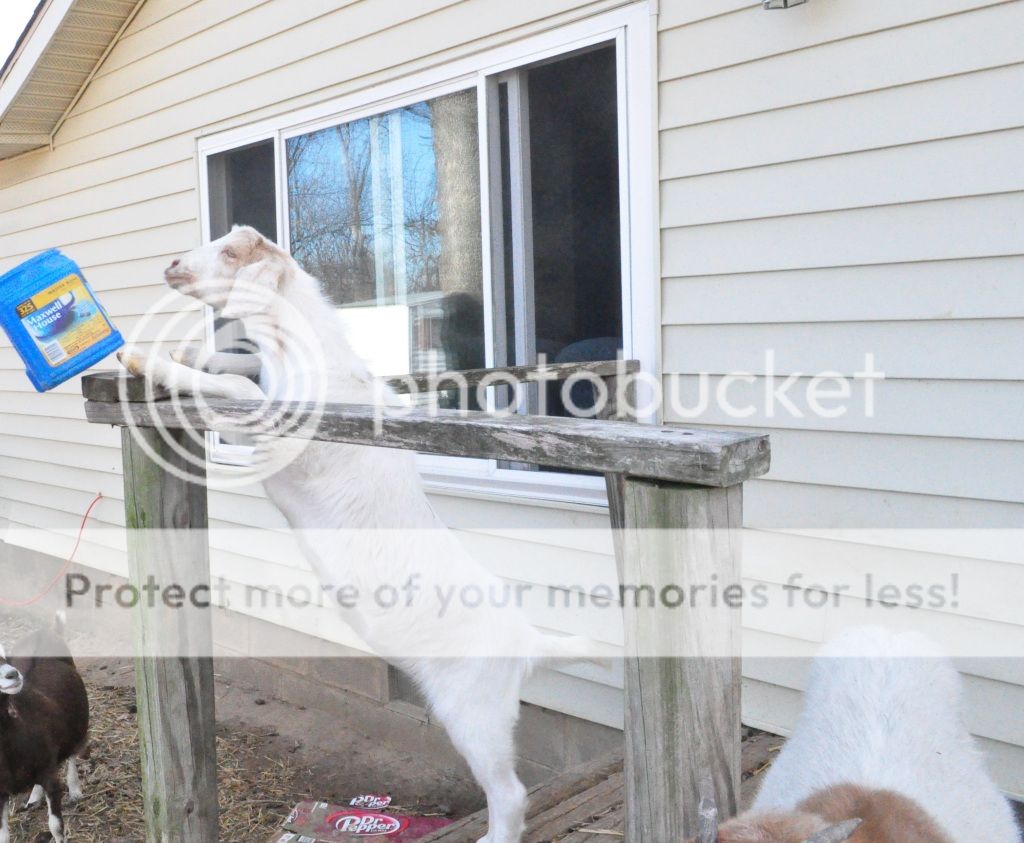 What do you think she has in her? - Goats