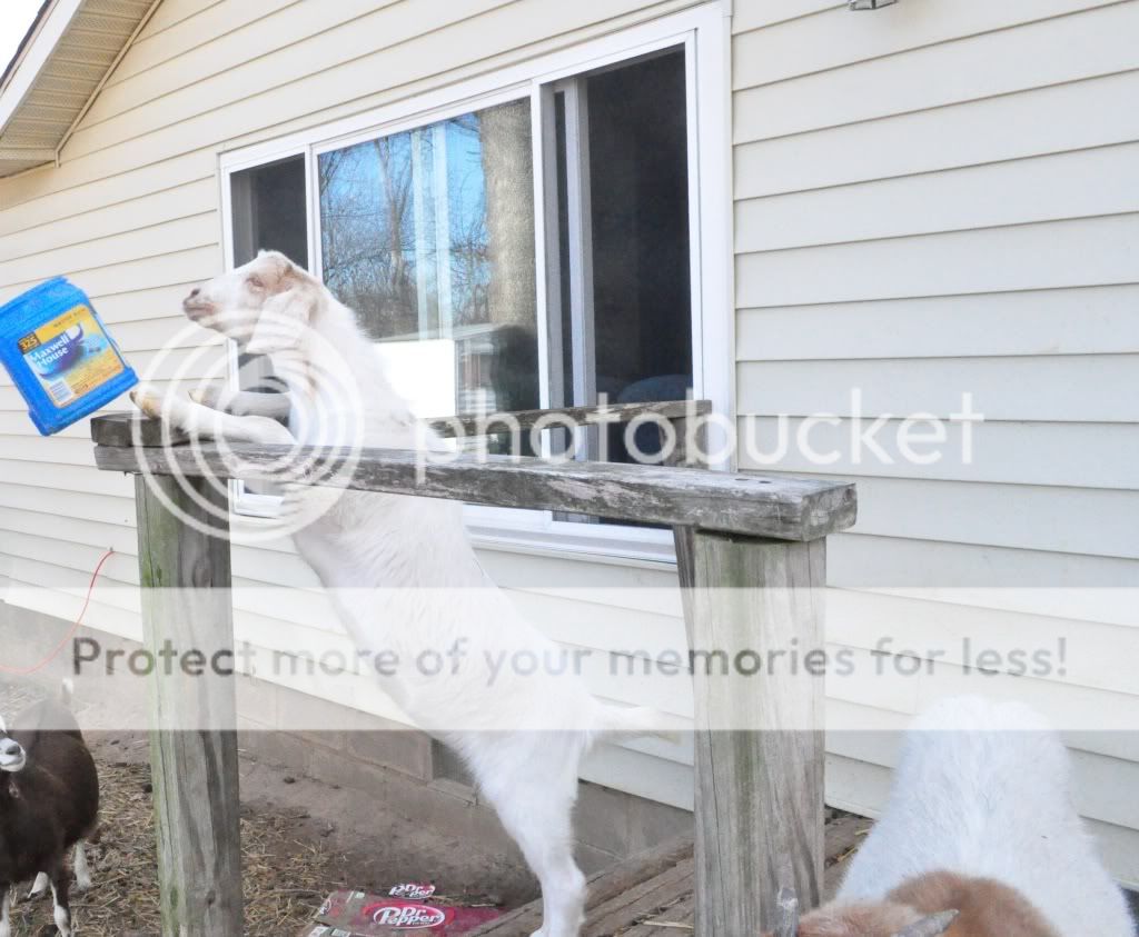 Gogurt vs coffee can (pics) - Goats