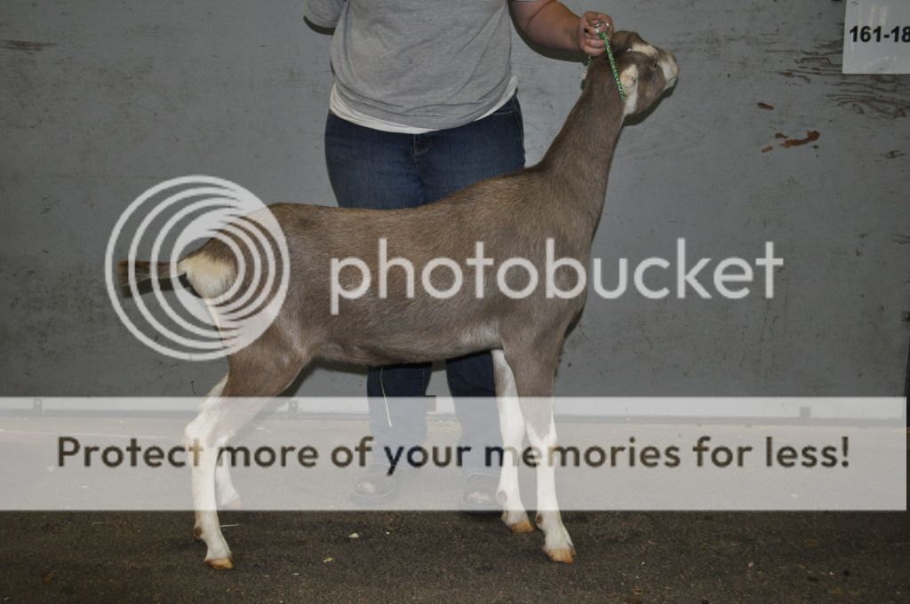 We are back and I have pictures. - Goats