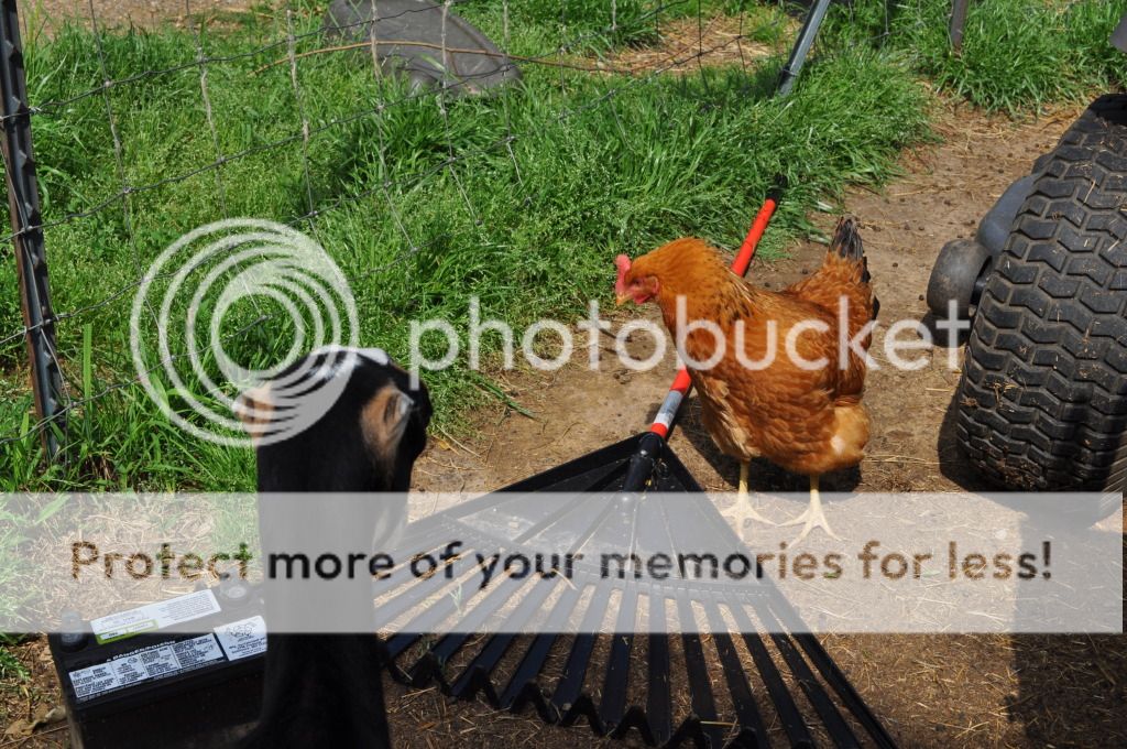 Had to share this photos. - Goats