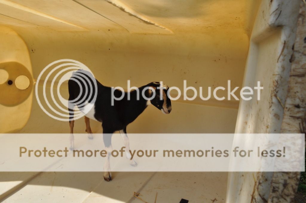 Had to share this photos. - Goats