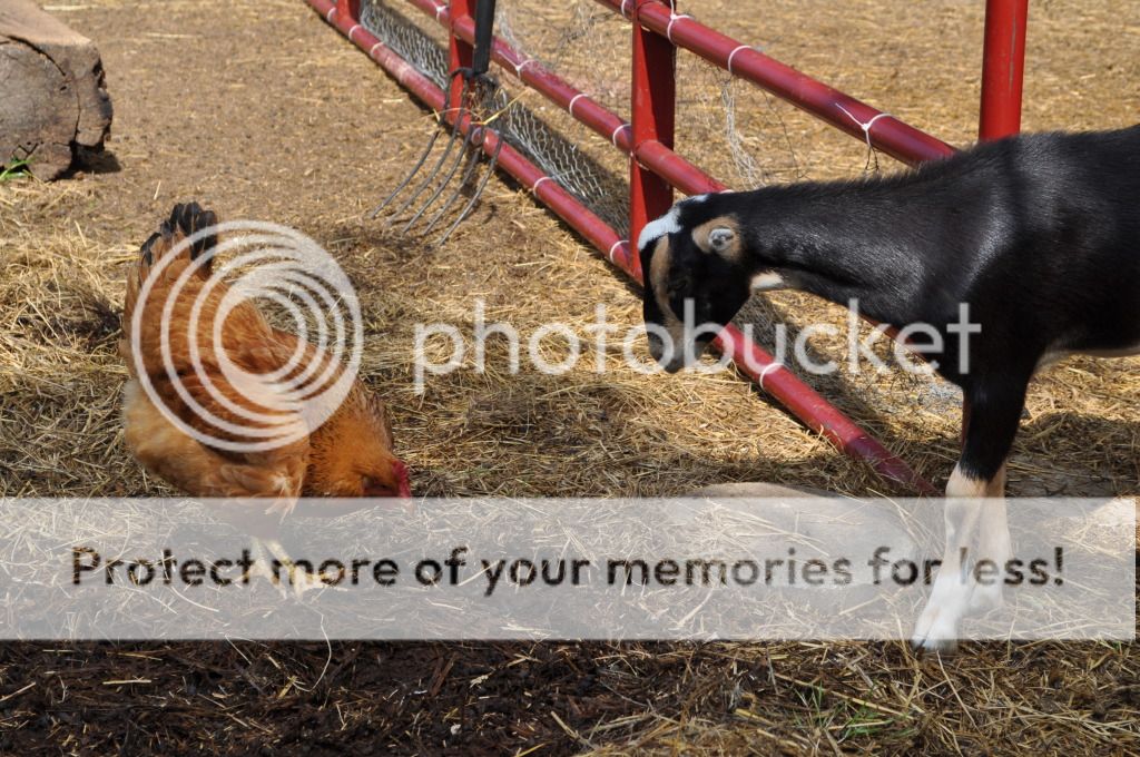 Had to share this photos. - Goats