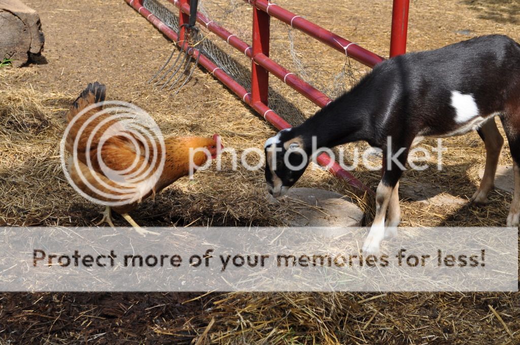 Had to share this photos. - Goats