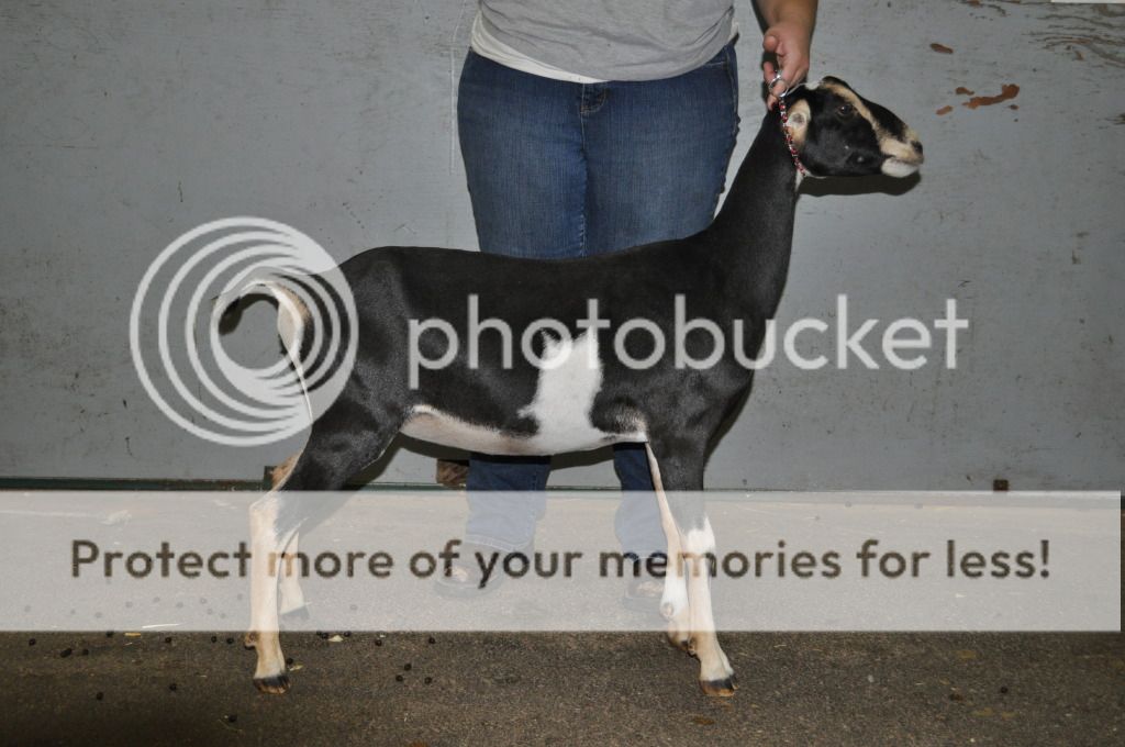 We are back and I have pictures. - Goats