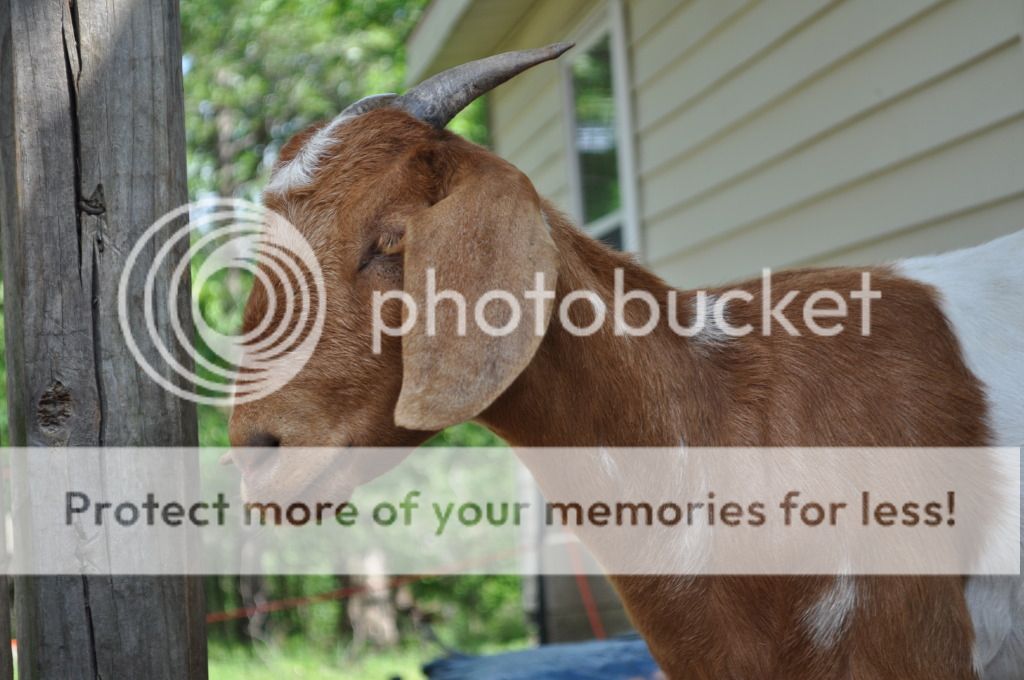 Had to share this photos. - Goats