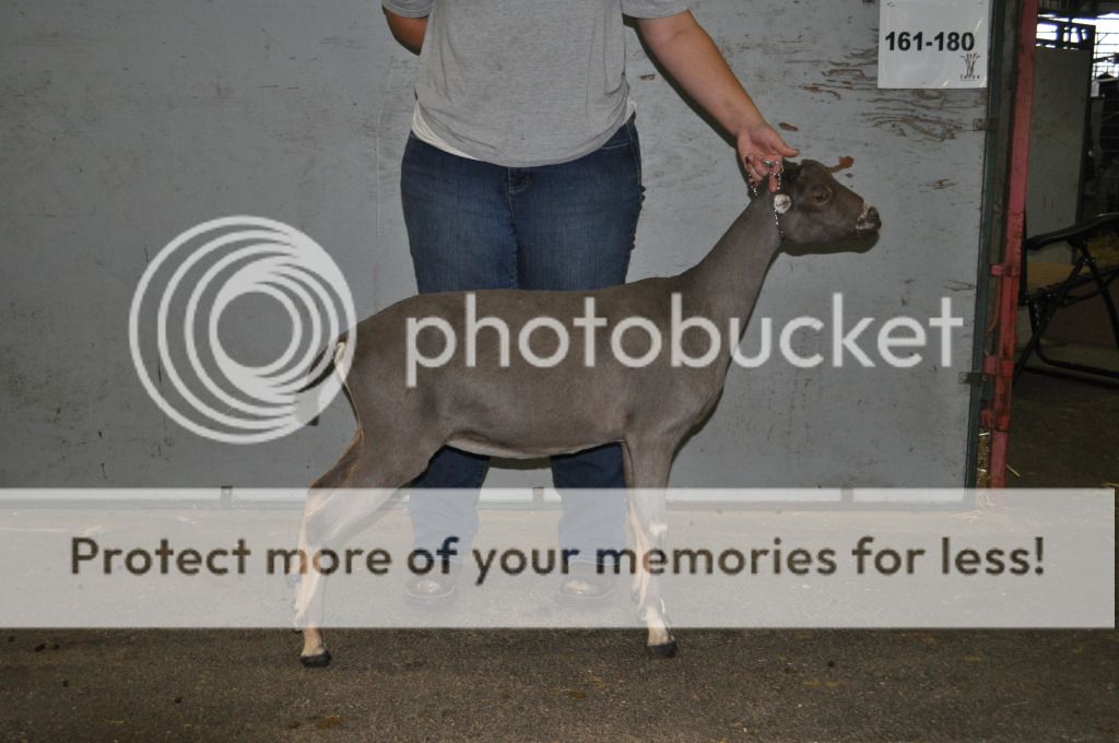 We are back and I have pictures. - Goats