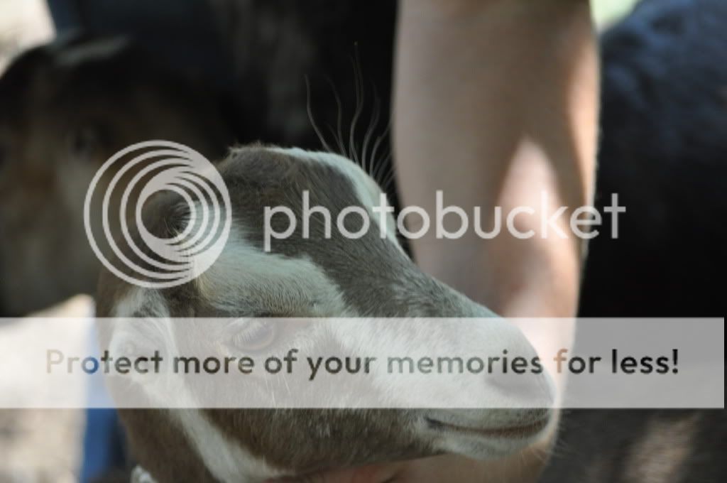 LaMancha X...what kind of ears? - Goats