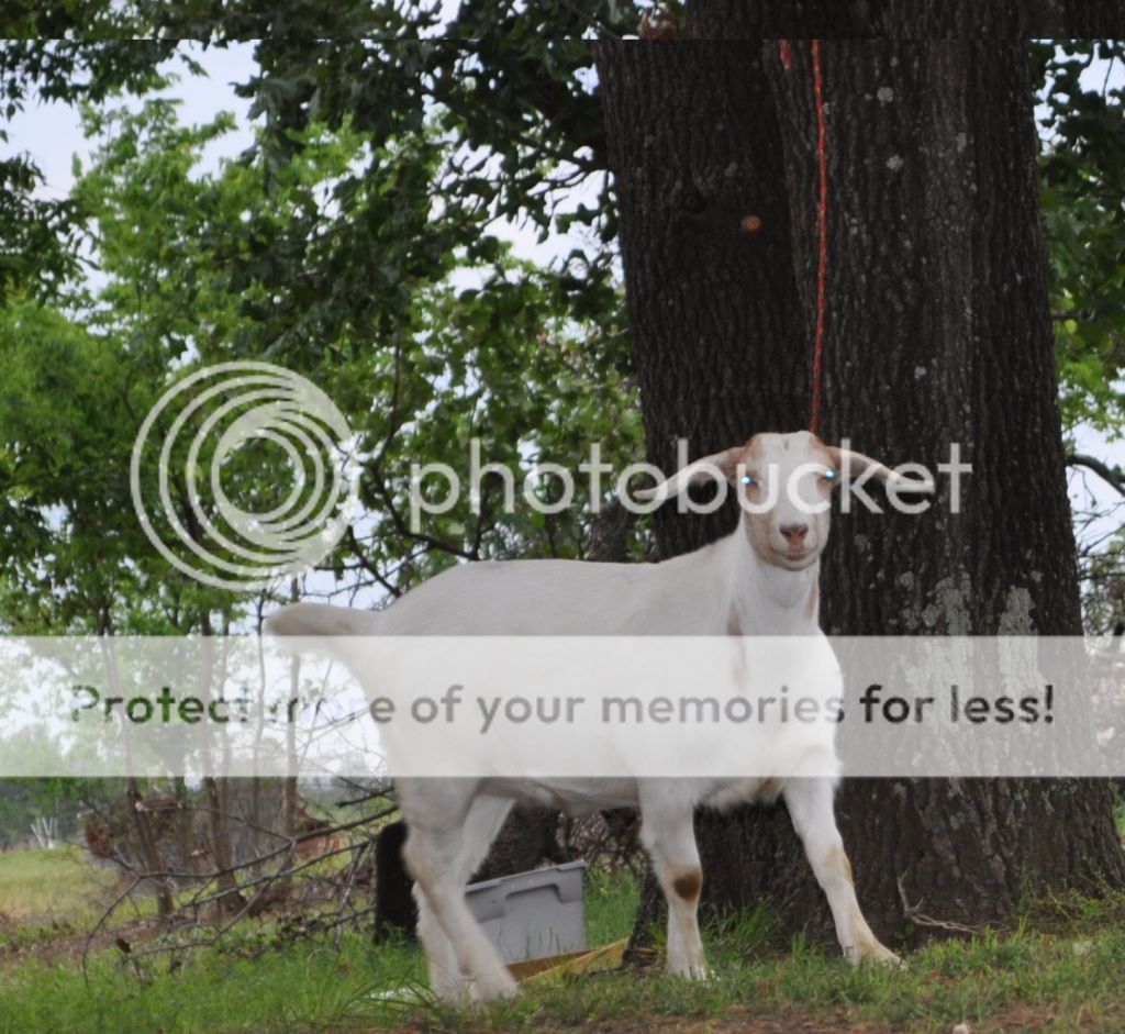 What do you think she has in her? - Goats