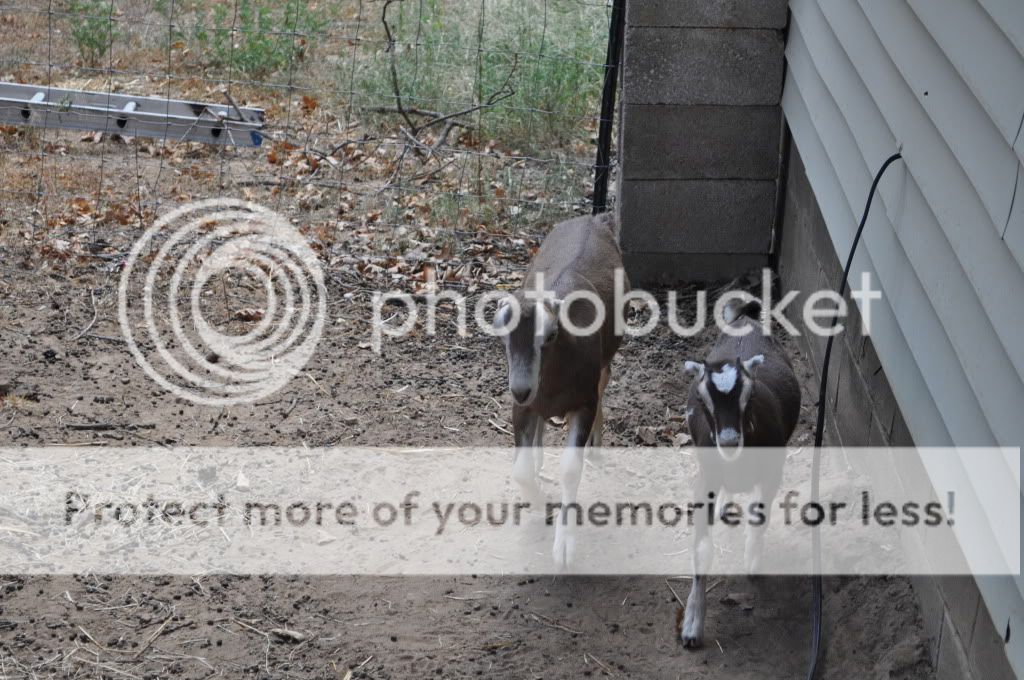 Shes home (pics) - Goats