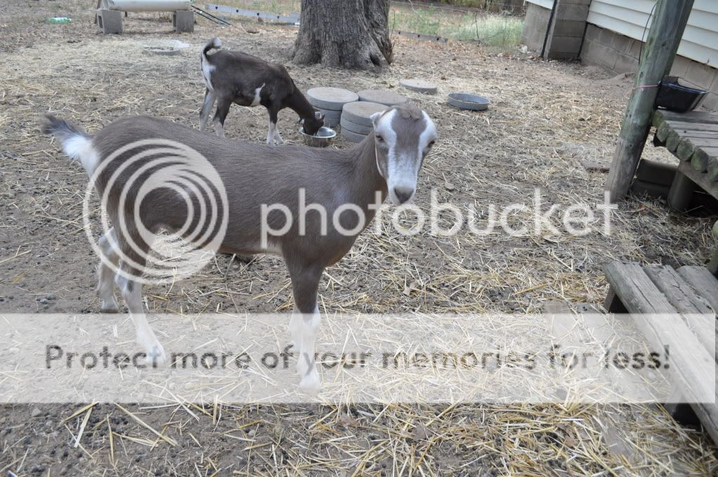 Shes home (pics) - Goats