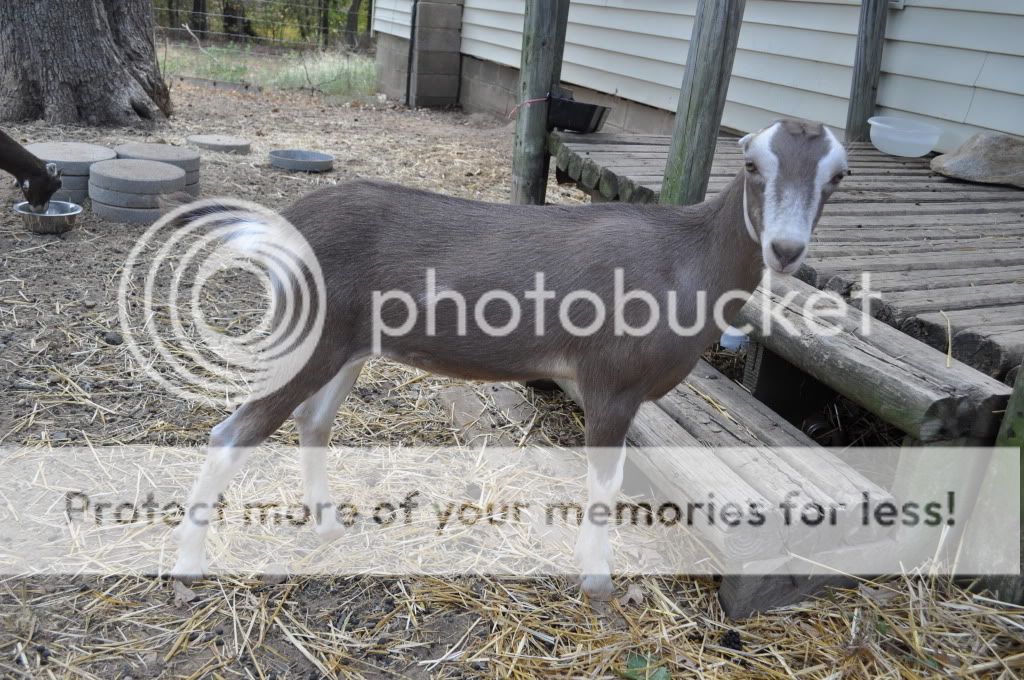 Shes home (pics) - Goats