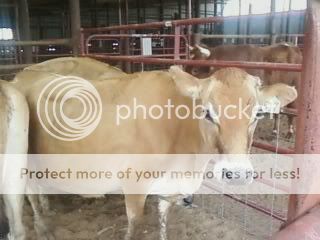 Introducing Delilah Rose. - Cattle