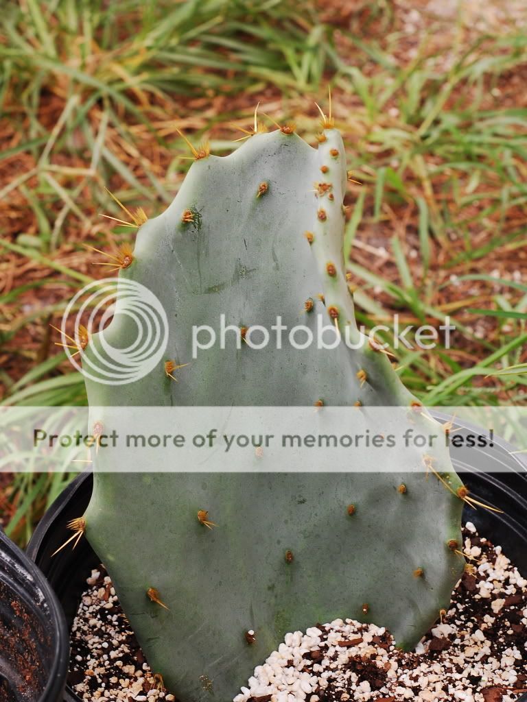 Bob Smoley, Quiabentia, worlds rarest cactus &