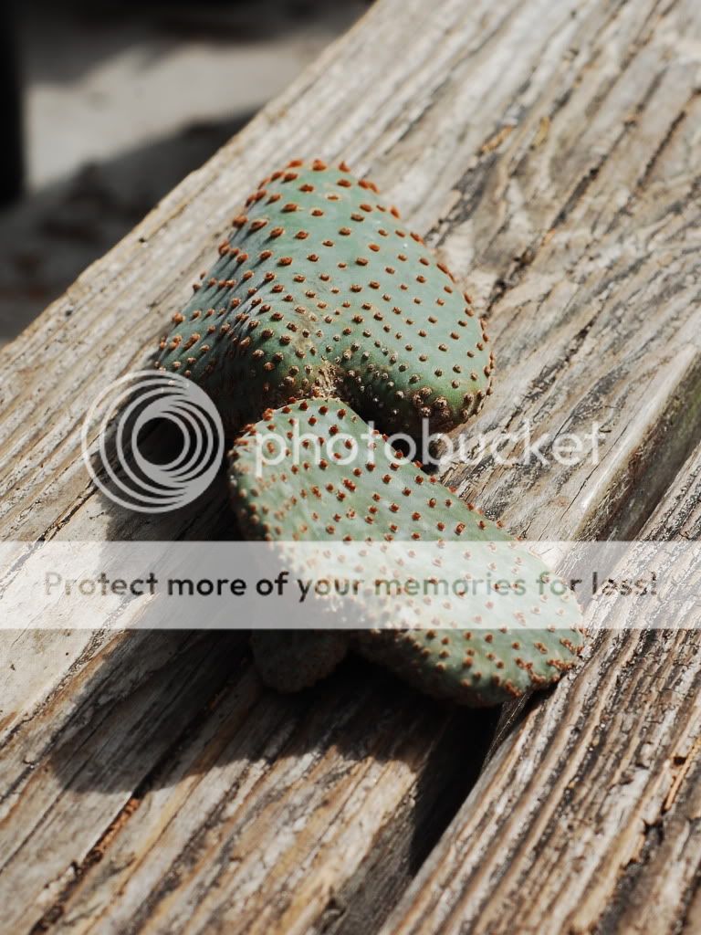 Bob Smoley, Quiabentia, worlds rarest cactus &