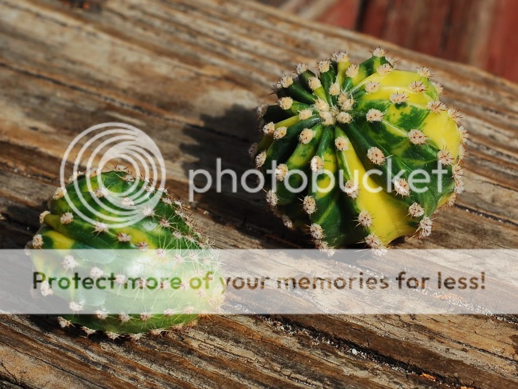 Bob Smoley, Quiabentia, worlds rarest cactus &