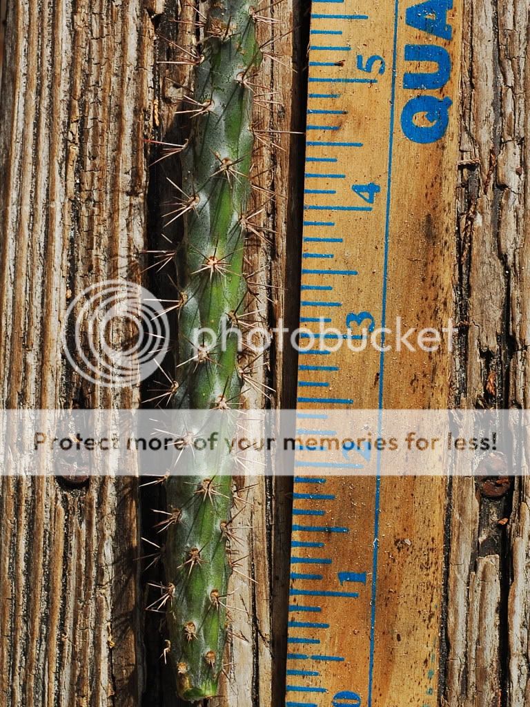 Bob Smoley, Quiabentia, worlds rarest cactus &