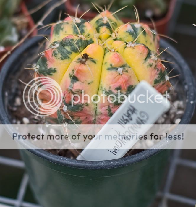 Bob Smoley, Quiabentia, worlds rarest cactus &