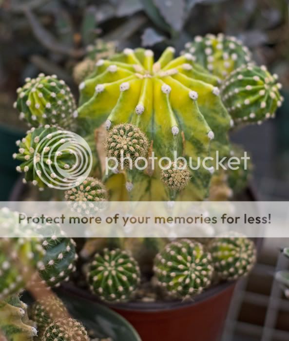 Bob Smoley, Quiabentia, worlds rarest cactus &