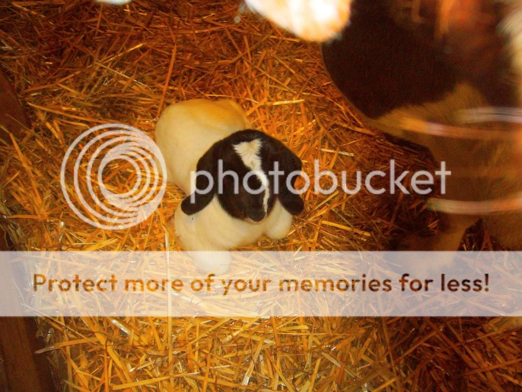 Last Night's Goo= - Goats