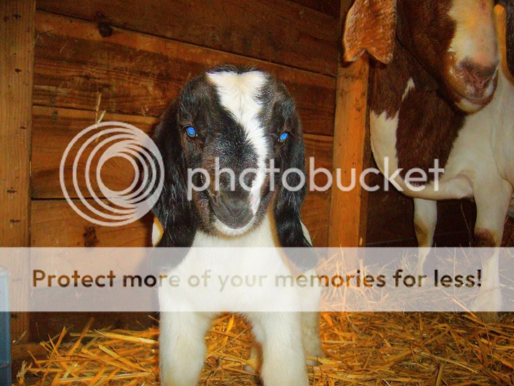 Last Night's Goo= - Goats